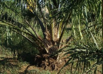 Indonesia Dorong Peningkatan Ekspor Produk Kelapa Sawit: Dampak bagi Perekonomian