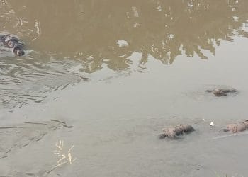 Pesta Miras Berujung Maut, Kronologi Dibalik Penemuan 7 Jenazah di Kali Bekasi