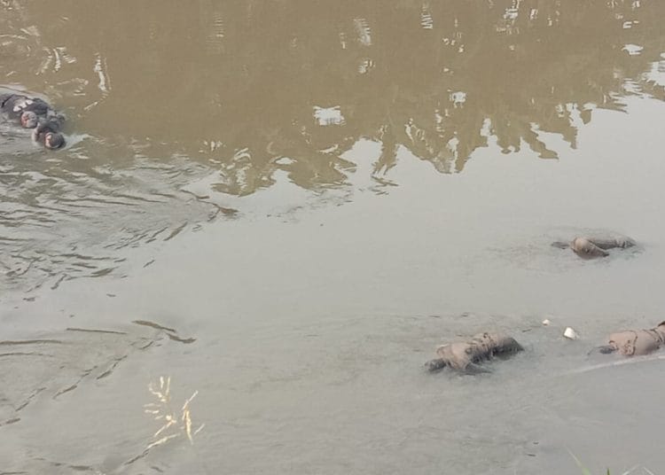 Pesta Miras Berujung Maut, Kronologi Dibalik Penemuan 7 Jenazah di Kali Bekasi