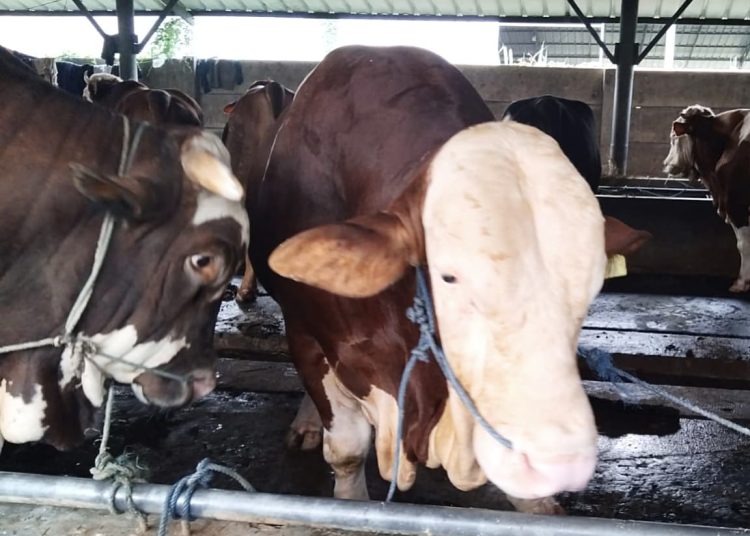 Presiden Prabowo Beli Sapi Qurban 1,1 Ton dari Peternakan Bekasi