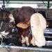 Presiden Prabowo Beli Sapi Qurban 1,1 Ton dari Peternakan Bekasi