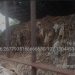KAWALI Soroti Dugaan Kelalaian Bank Sampah Kali Jaya dalam Pengelolaan Limbah