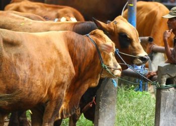 Kementerian Pertanian Perketat Pengawasan Harga Sapi Hidup Jelang Ramadan dan Idulfitri 2026